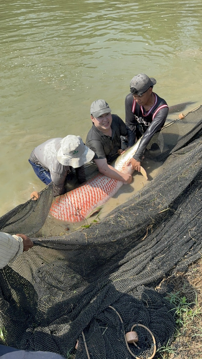 ペルー産完全養殖ピラルク(鱗・原皮等)の輸入・卸販売